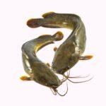 Catfish
