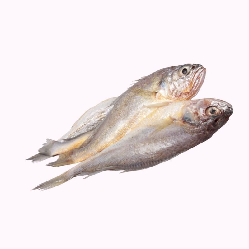 Croaker