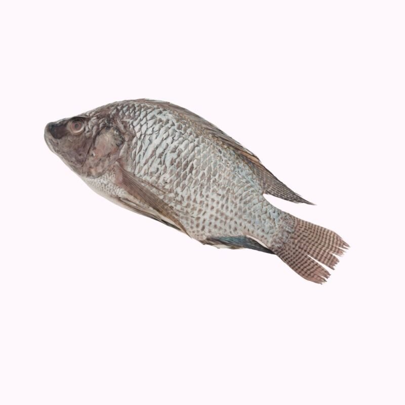 Tilapia