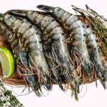 Black Tiger Shrimp