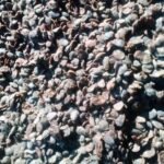 Iru (Locust Beans)